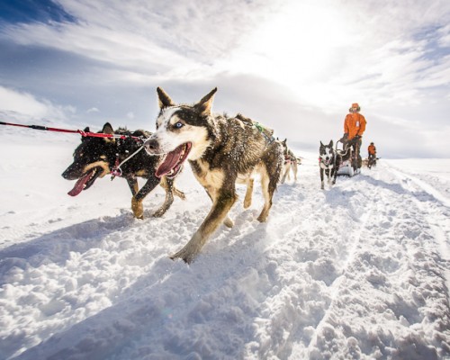 Ледяной отель в Швеции - езда на собаках хаски