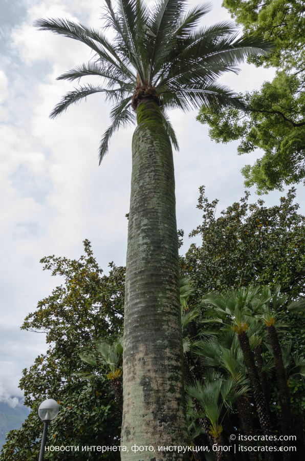 Вилла Монастеро в Варенне на озере Комо - пальмы в саду на вилле